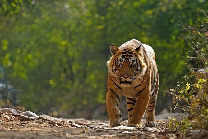 5 Day Private Tour of Tigers, Taj Mahal and Palaces from Cochin - Key points to know before booking