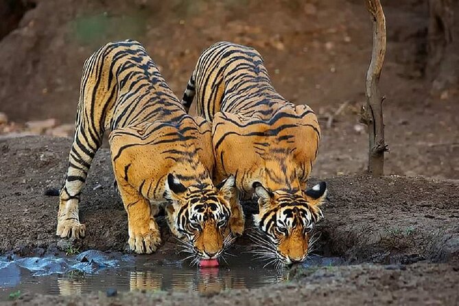 5 Day Private Tour of Tigers, Taj Mahal and Palaces from Cochin - Why this route works for cruise passengers