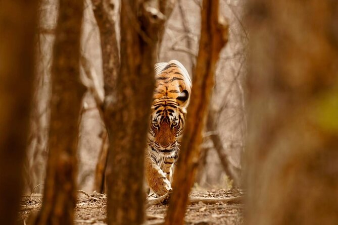5 Day Private Tour of Tigers, Taj Mahal and Palaces from Cochin - Day 5: Jaipur’s palaces, observatory, and flight to Mumbai