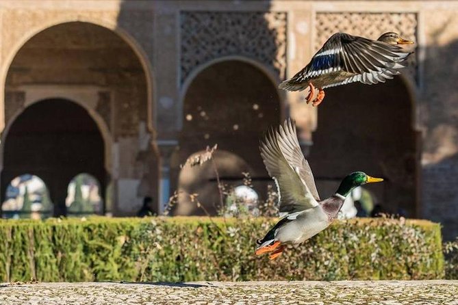 Alhambra Private/Small Group Tour & Nasrid Palaces Skip the Line - Group size, languages, and the guide you receive