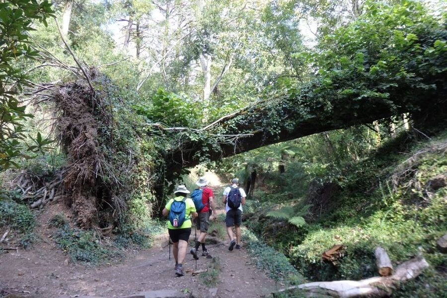 An adventure through the Forest and Palace of Bussaco - Coim - Who should book this forest adventure