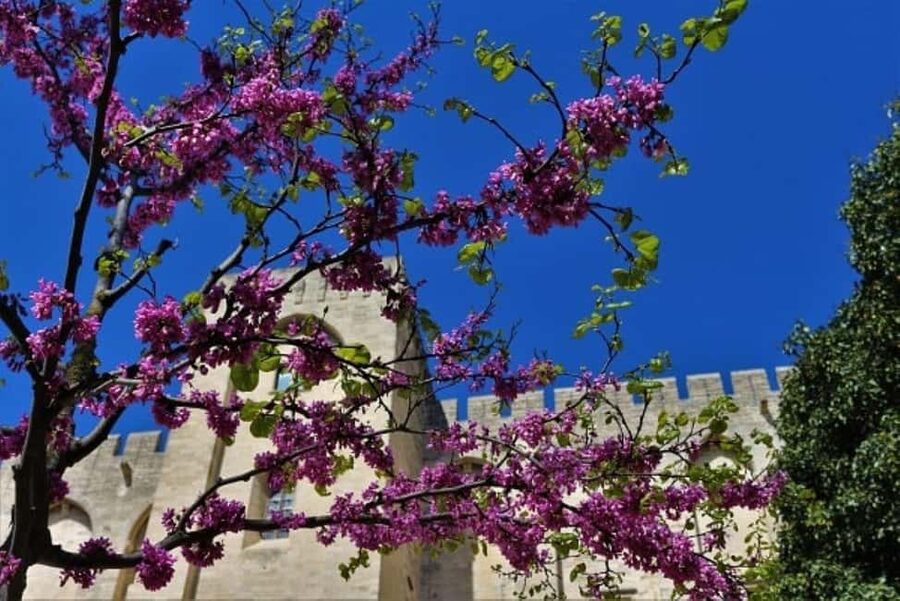 Avignon: Around The Palace Tour - Starting among the ruins at Place de l’Amirande