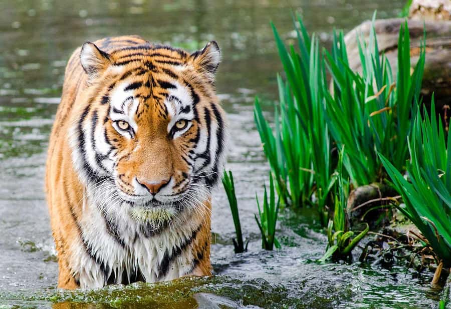 Bali: Safari Zoo and Ubud Palace and Market Day Tour - Key points to know before booking