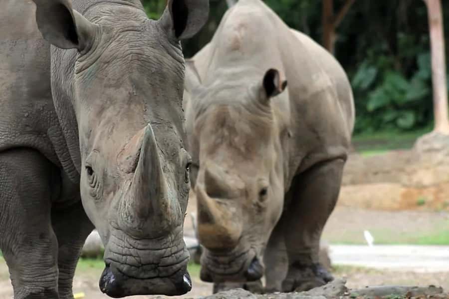 Bali: Safari Zoo and Ubud Palace and Market Day Tour - Why this Bali day tour works for families