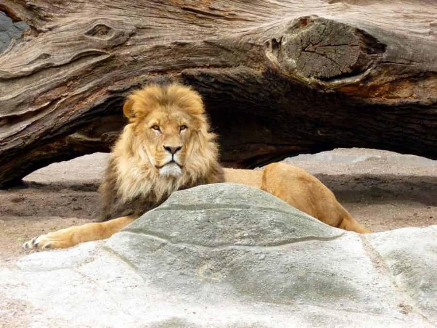 Bali: Safari Zoo and Ubud Palace and Market Day Tour - Ubud Palace and the royal center of town