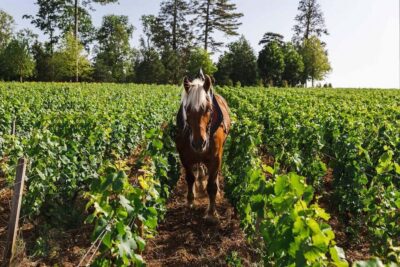 Wine Tasting at Château de Pommard