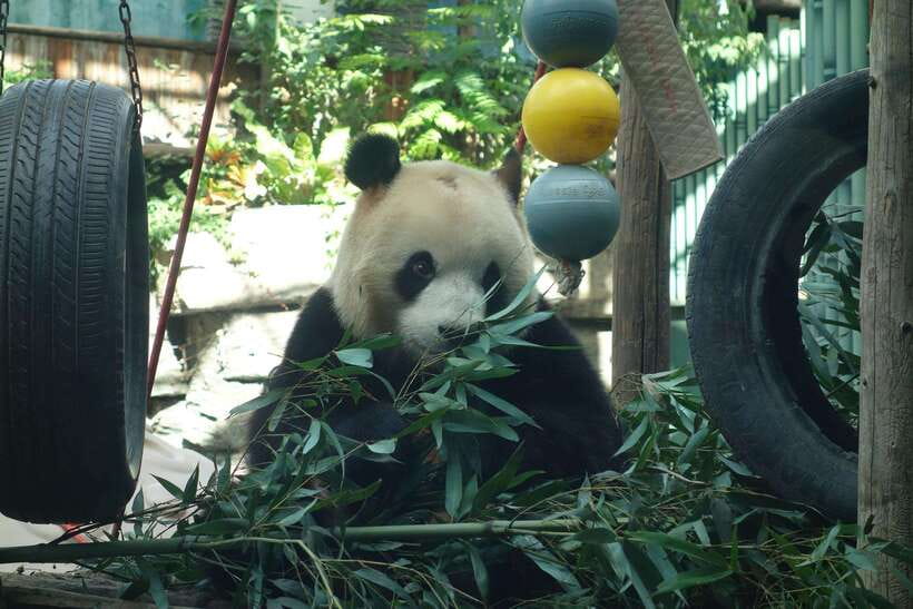Beijing Private Tour: Summer Palace, Panda House and Options - Choosing the Great Wall package
