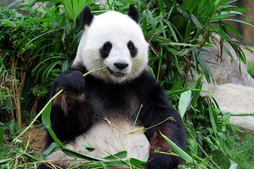 Beijing Private Tour: Summer Palace, Panda House and Options - The guides are a major part of the value