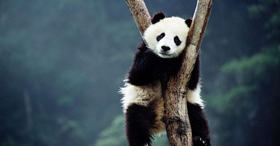 Beijing: Temple of Heaven, Panda House & Summer Palace Tour - Key points to know before booking