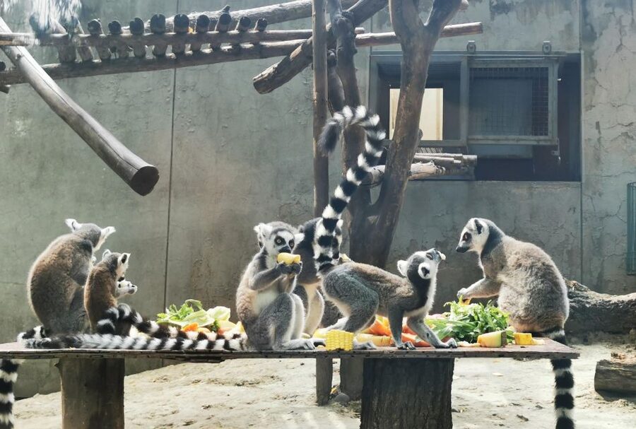 Beijing: Temple of Heaven, Panda House & Summer Palace Tour - Lunch with local dishes and flexible choices