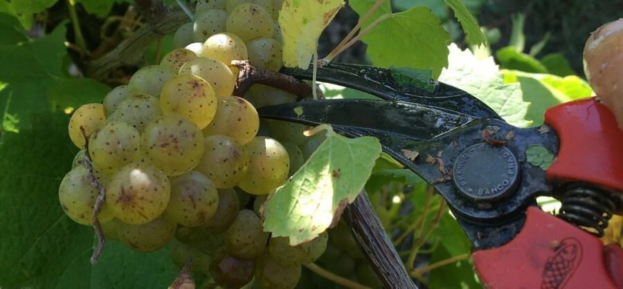 Château du Bois-Huaut: Cellar Tour and Wine Tasting Class - A family winery in Gorges, just outside Nantes
