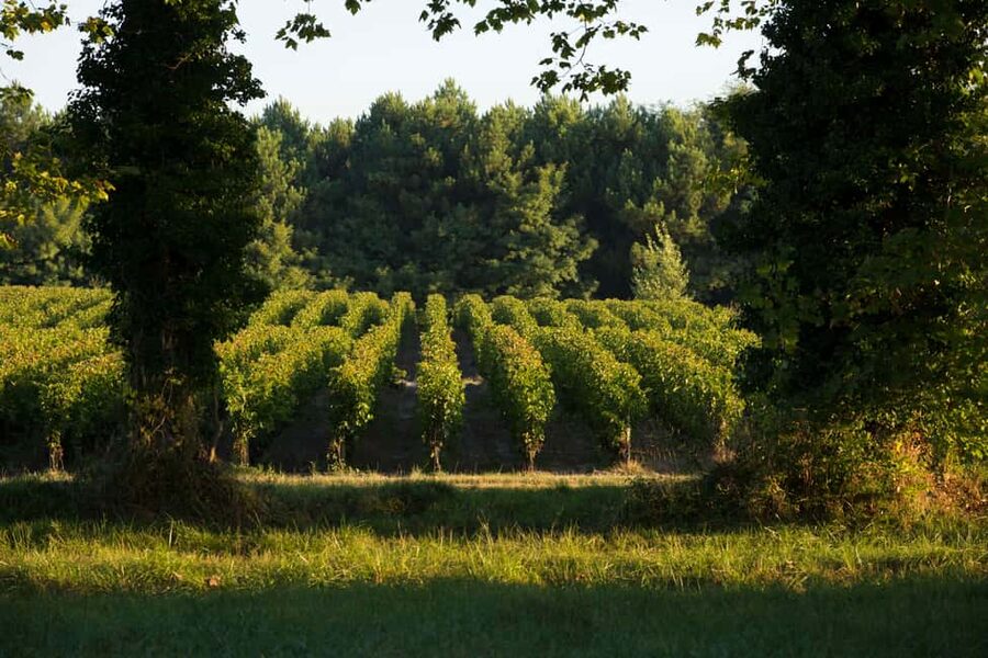 Château Olivier: One Hour Vineyard Tour with Wine Tasting - Why Château Olivier makes a good short Bordeaux outing