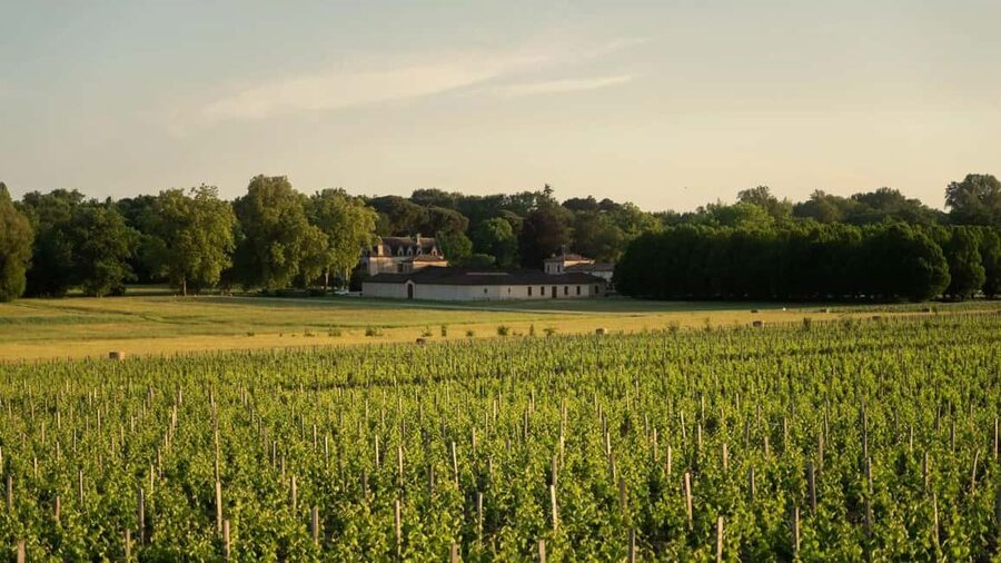 Château Olivier: One Hour Vineyard Tour with Wine Tasting - Sixty hectares of vines and thirteen soil types