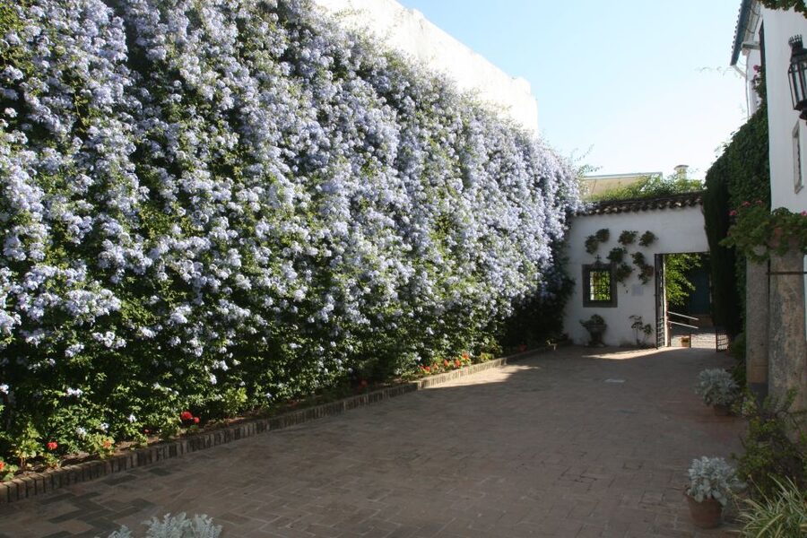 Córdoba: Viana Palace Gardens and Patios Entry Ticket - Finding the entrance at Plaza de Don Gome