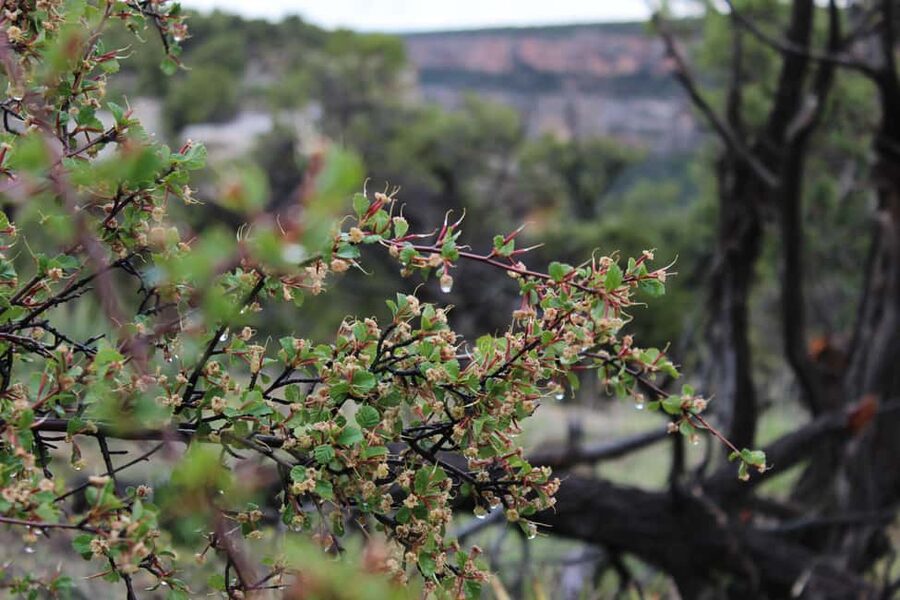 Durango: Mesa Verde National Park, Cliff Palace Tour w/Lunch - Entering Cliff Palace by ladder