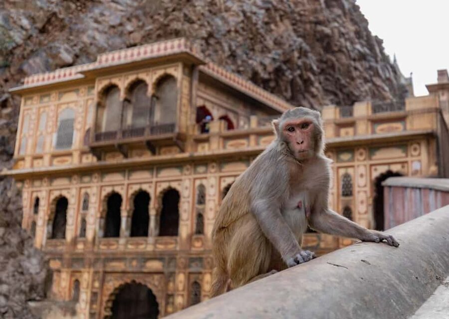 Jaipur: Heritage Forts & Palaces Tour with Monkey Temple - A seven-hour route through Jaipur’s royal core