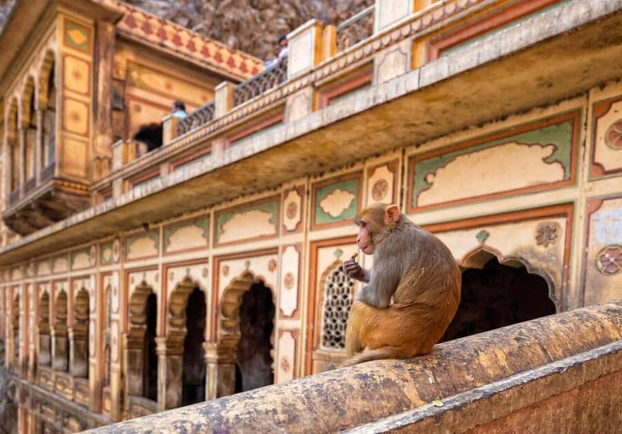 Jaipur: Heritage Forts & Palaces Tour with Monkey Temple - City Palace: royal rooms and museum collections