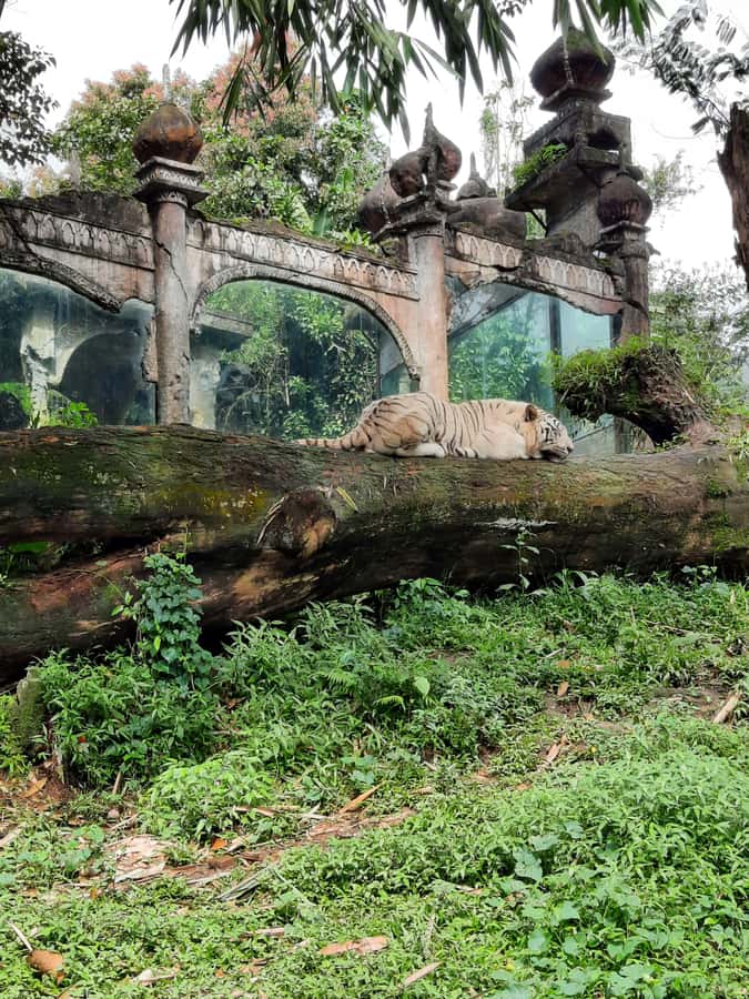 Jakarta : Taman Safari, Panda Palace, and Waterfall - Key points to know before booking