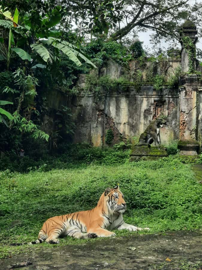 Jakarta : Taman Safari, Panda Palace, and Waterfall - Leaving Jakarta for the mountain air