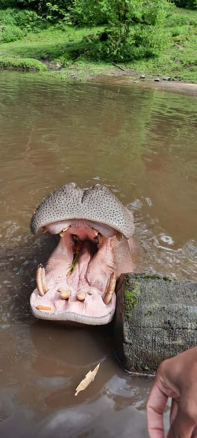 Jakarta : Taman Safari, Panda Palace, and Waterfall - Beyond the drive: pandas, penguins, reptiles, and more