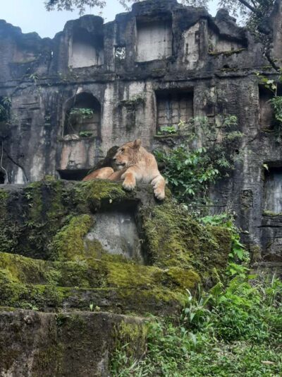 Jakarta : Taman Safari, Panda Palace, and Waterfall