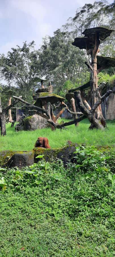 Jakarta : Taman Safari, Panda Palace, and Waterfall - Why the private format matters