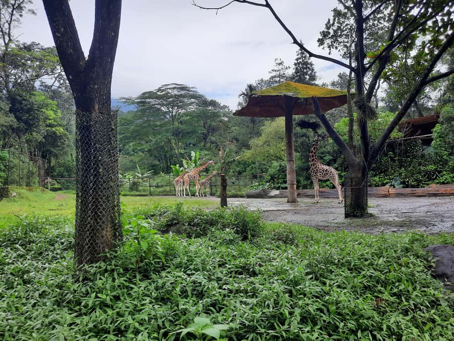 Jakarta : Taman Safari, Panda Palace, and Waterfall - Walking to 45-meter Jaksa Waterfall