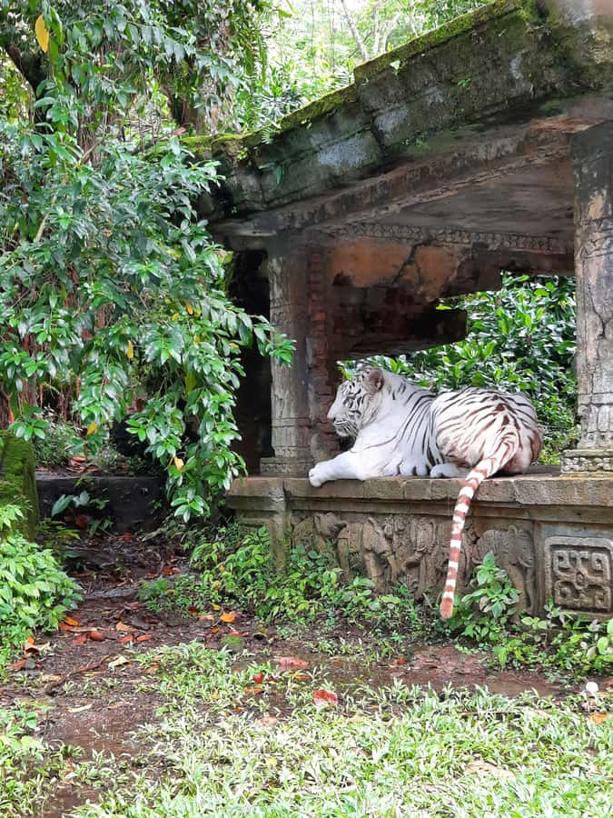 Jakarta : Taman Safari, Panda Palace, and Waterfall - Who will enjoy this tour most