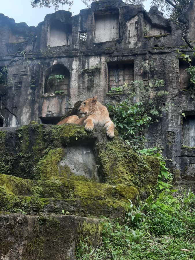 Jakarta : Taman Safari, Panda Palace, and Waterfall - The one-hour safari drive at Taman Safari