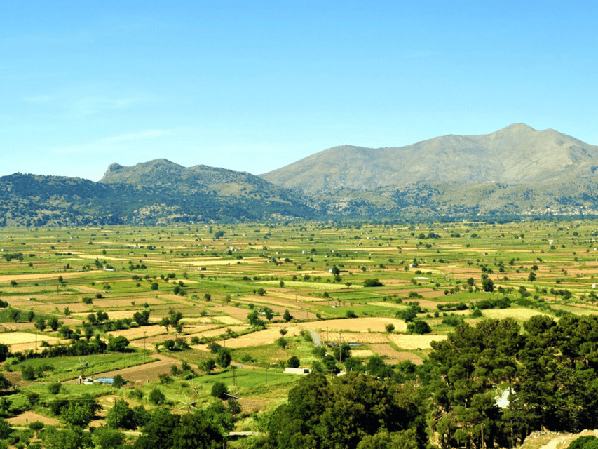 Knossos Palace &/or Zeus Cave + Olive Mill | Local & Private - Olive oil at Omalia Olive Mill