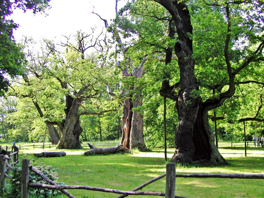Kornik Castle and Rogalin Palace Half-Day Private Tour - Rogalin’s ancient oak trees