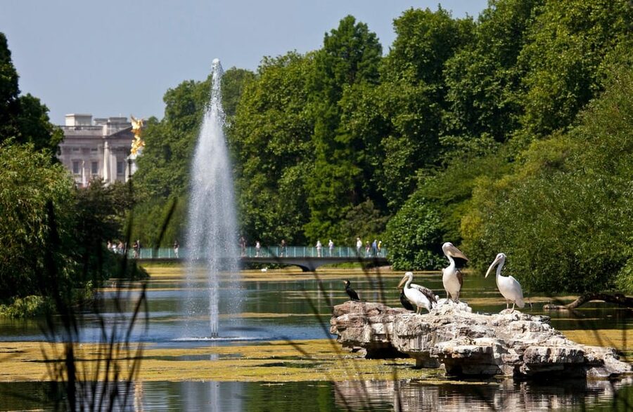 London: Buckingham Palace State Rooms & Royal Walking Tour - How the $93 price holds up