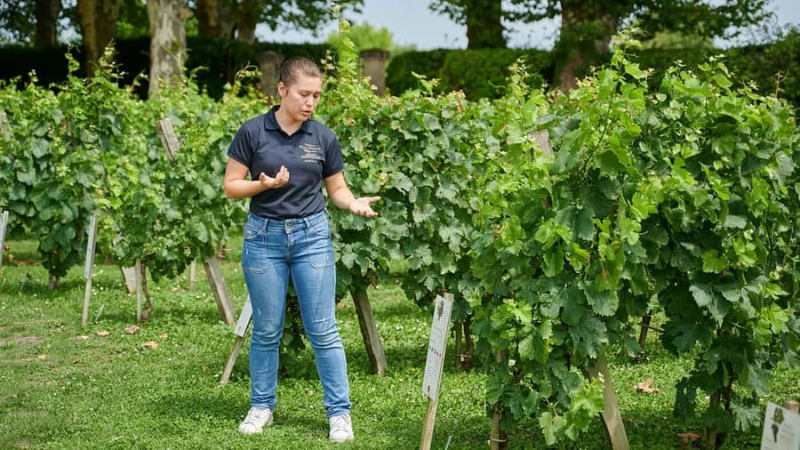 Margaux - Guided tour of the château and tasting of 4 wines - Key points at a glance