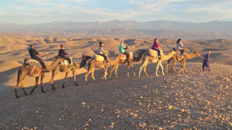 Marrakech Palaces and Monuments Half-Day Tour - Menara Garden, olive trees, and a quieter pause