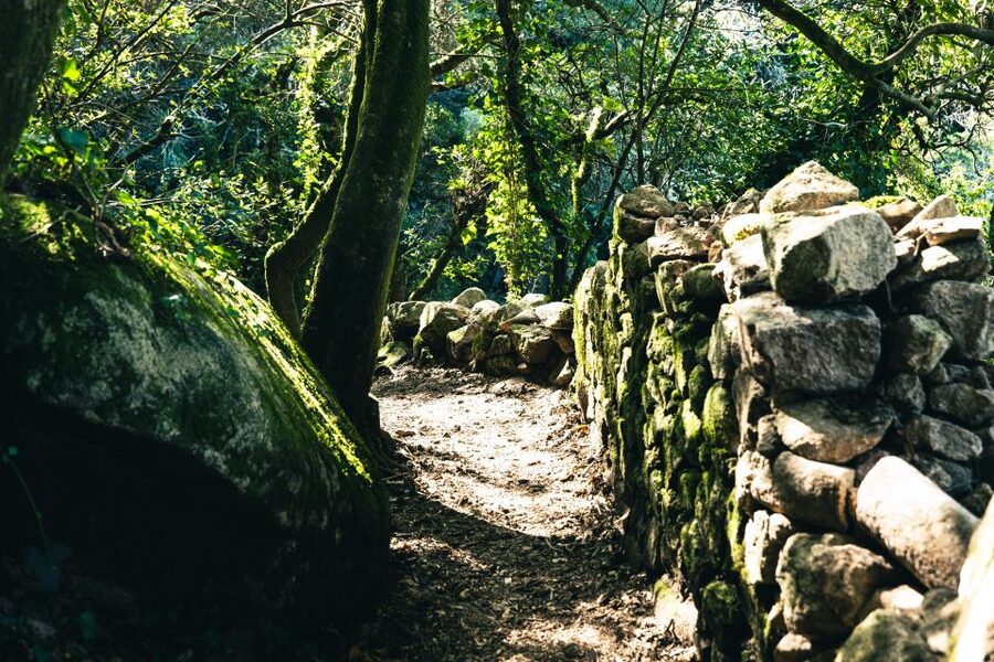 Pena Palace, Moorish Castle,Quinta ad Regaleira:Walking tour - The Vila Sassetti trail brings back the forest
