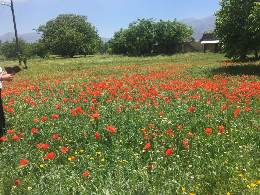 Private-Knossos Palace-Zeus -Villages-Olive Oil Factory - Mochos and Krasi: village life at a slower pace