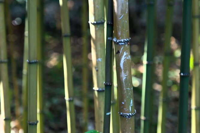 Tokyo Castle, Imperial Palace, Shogun & Garden Walking Tour - Who will enjoy this walk most?