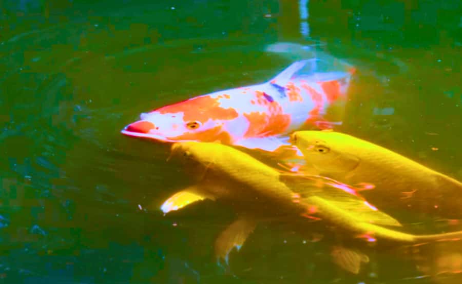 Tokyo: Imperial Palace Japanese History Walking Tour - Gardens, bamboo, and the royal koi