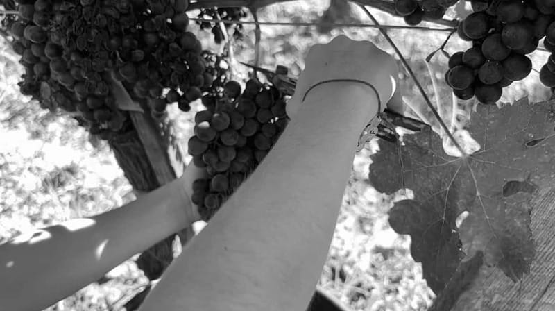 Visite & Dégustation au Château Labrie – Saint-Émilion - The Two-Vintage Tasting at the Cellar Door
