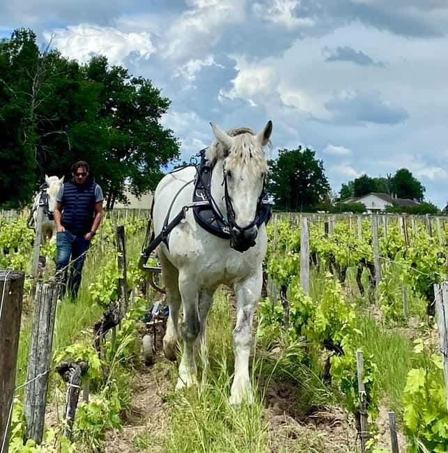 Visite & Dégustation au Château Labrie – Saint-Émilion - What Happens During the One-Hour Visit